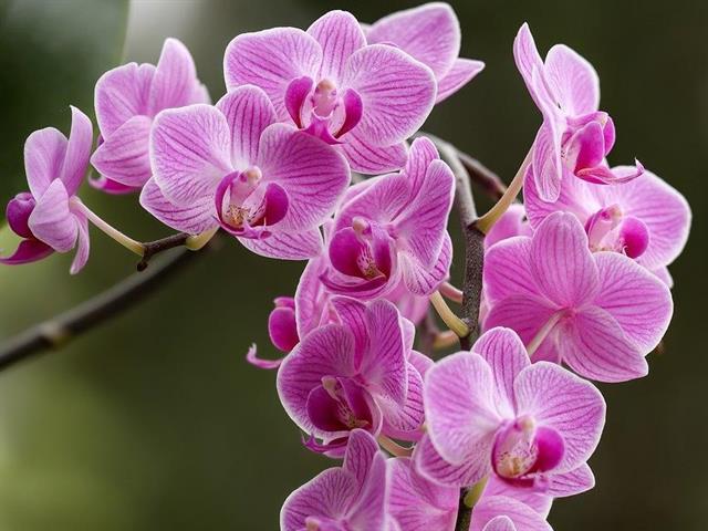 Foto per Viviana Lorenzini: Il fantastico mondo delle orchidee